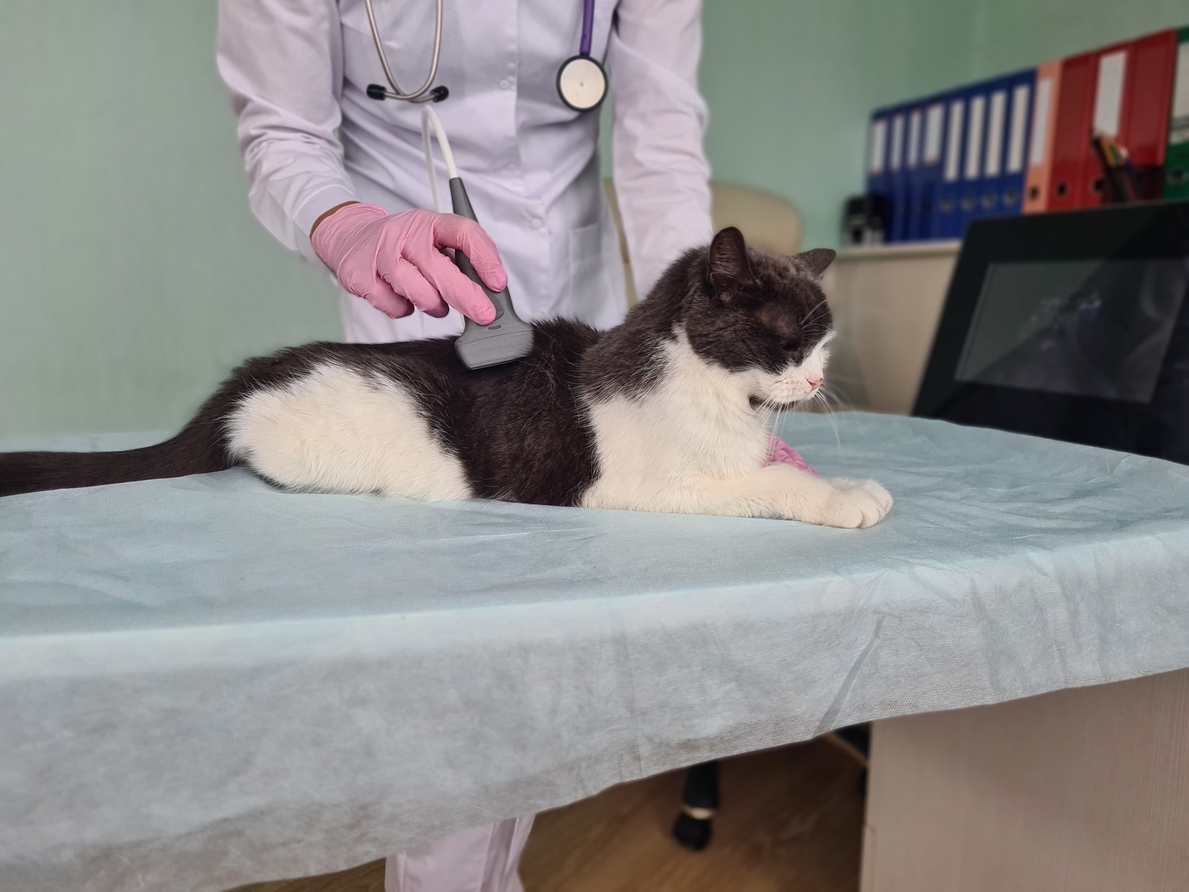 Chronic Kidney Disease (CKD) in Pets