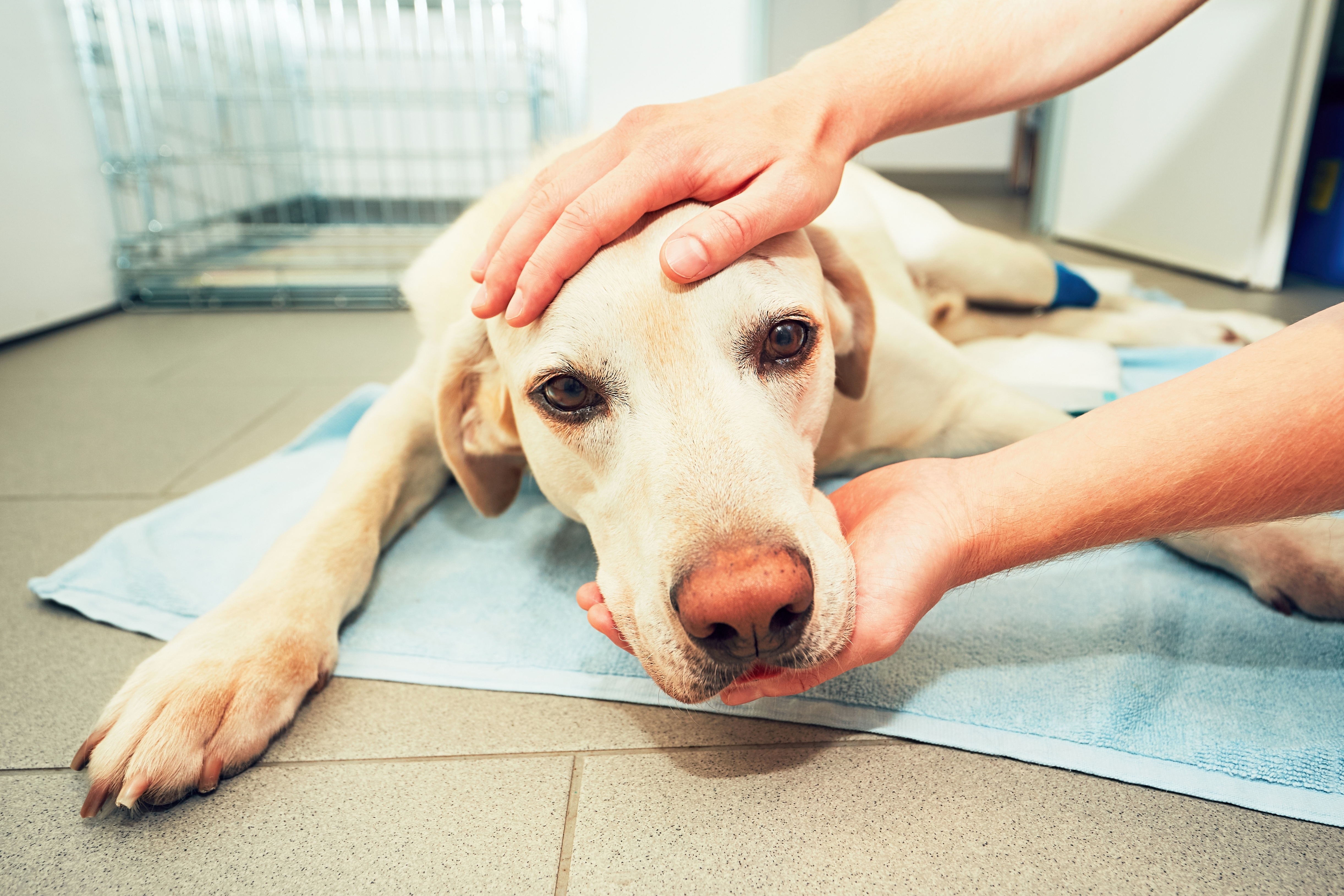 Cancer in Dogs