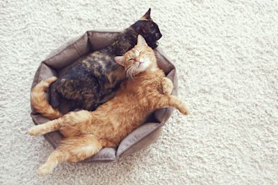 Integration Cat Introducing a New Cat to Your Household: Tips for Successful Integration
