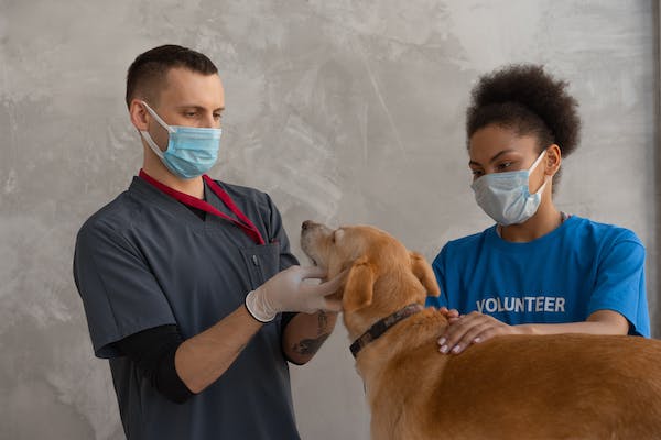 vet-volunteer-dog