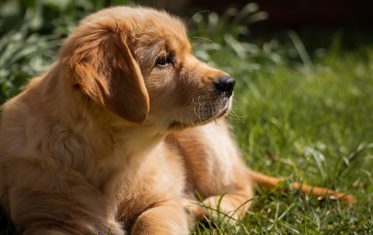 golden-retriever