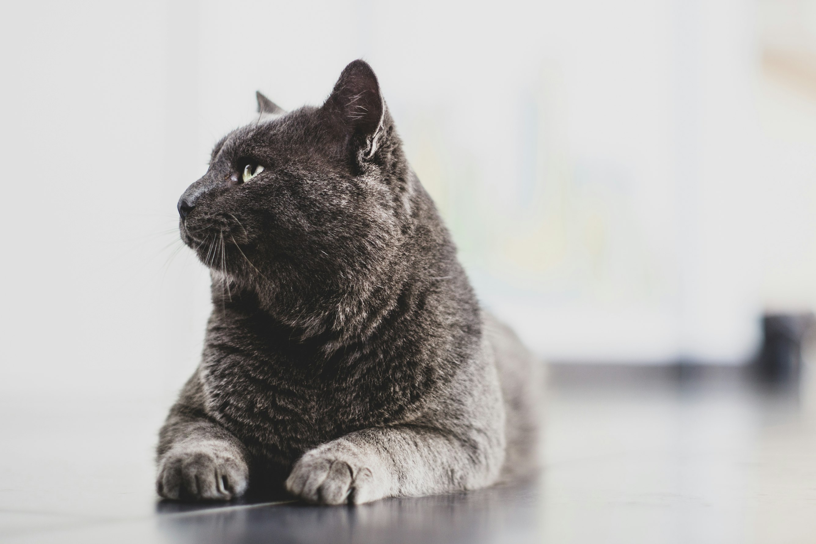 gray-cat