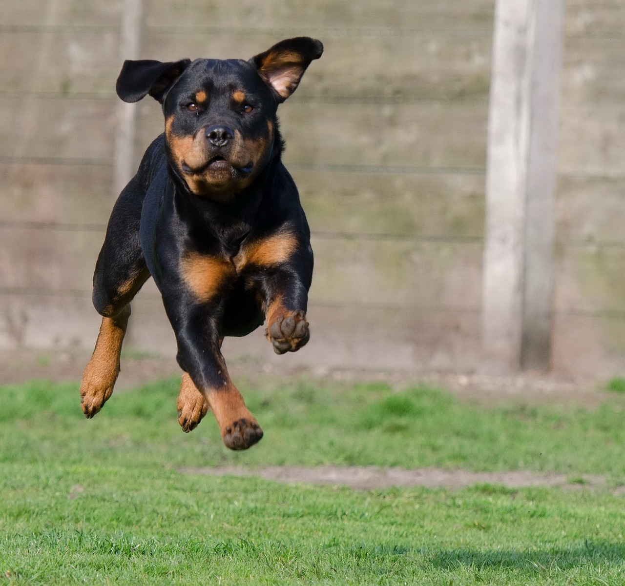 rottweiler-running