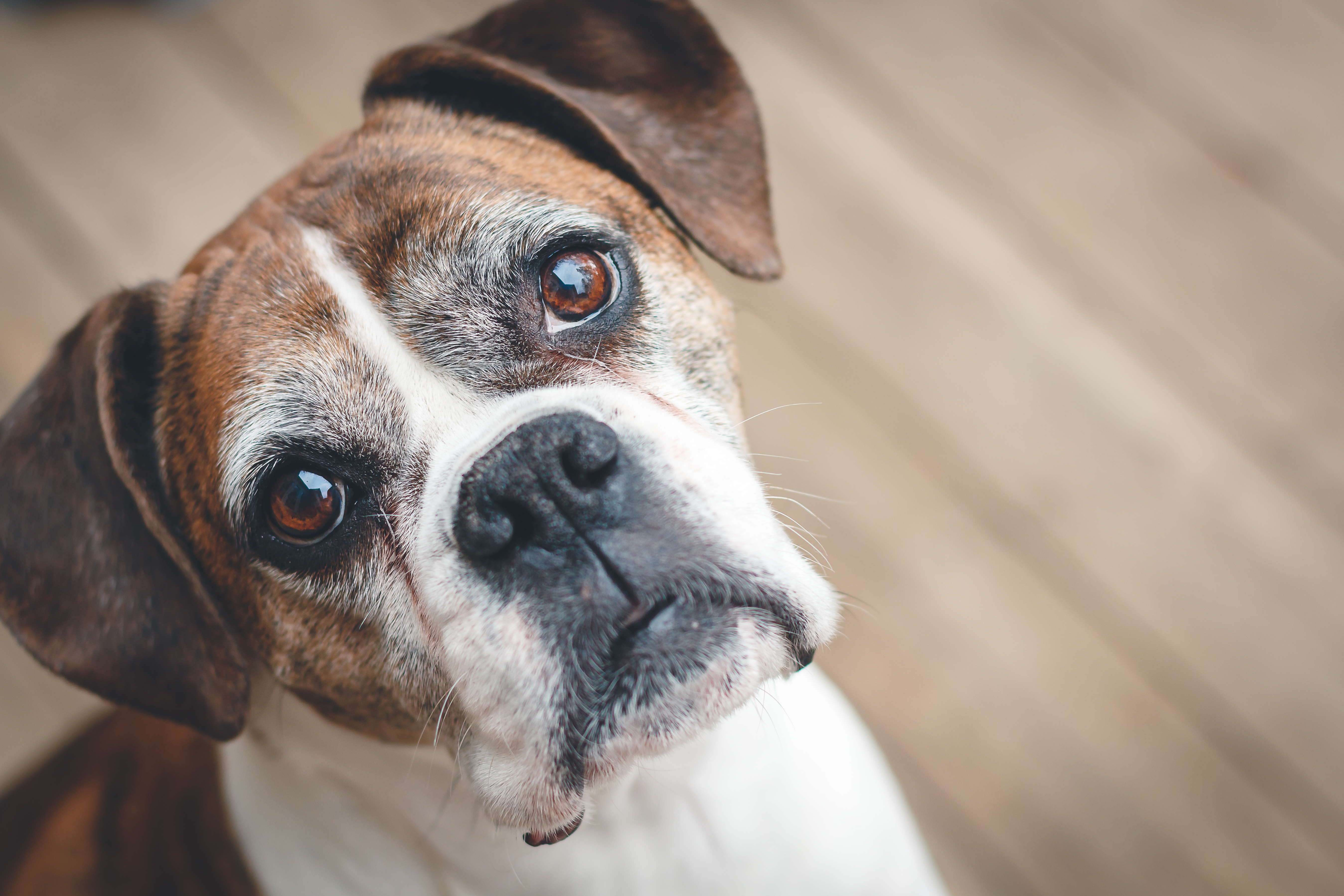 Caring for a Senior Dog