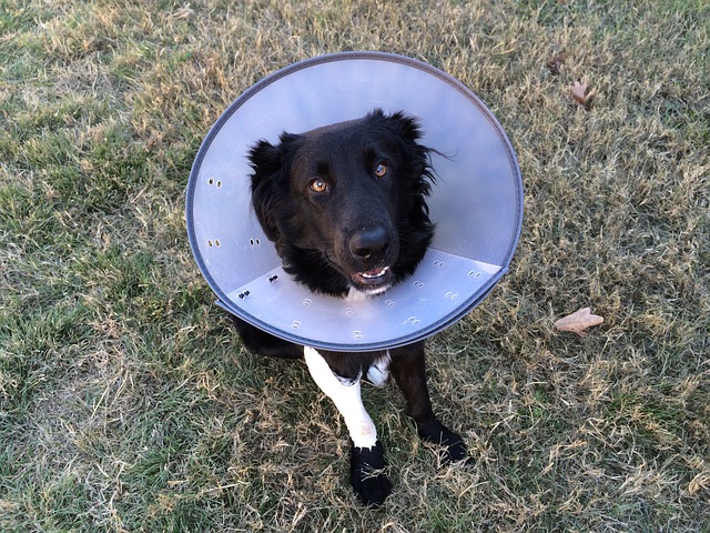 cone-of-shame