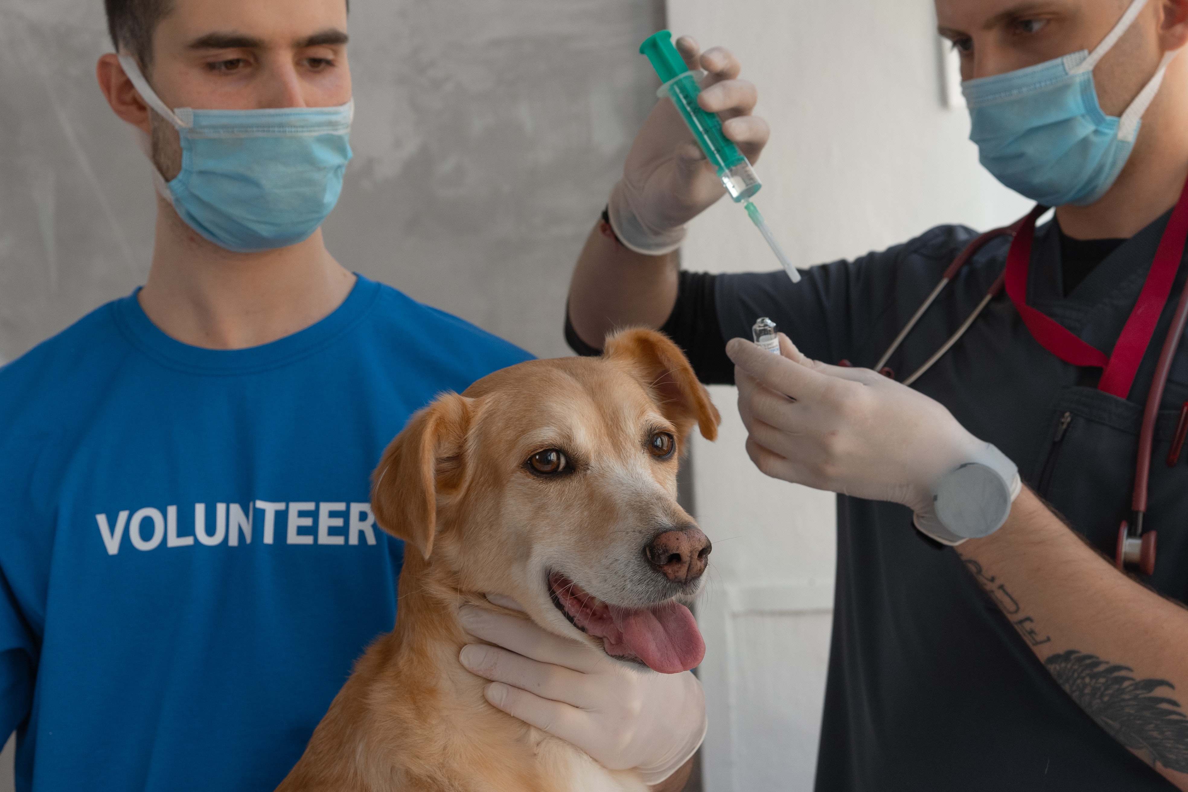 dog-volunteer-vet