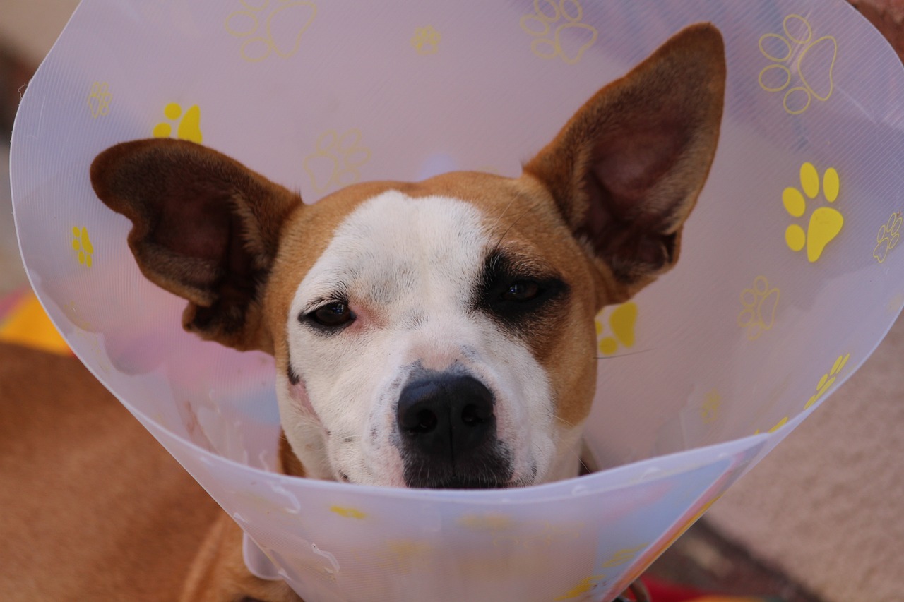 cone-of-shame