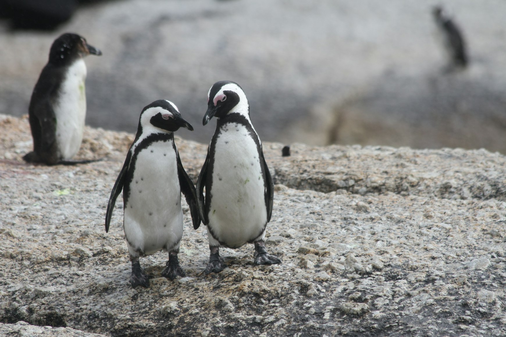 Travel Insurance Requirements for Visiting the Arctic and Antarctic: What You Must Know Before You Go