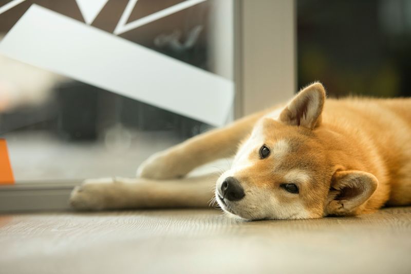 Understanding Your Shiba Inu's Growth A Comprehensive Weight and
