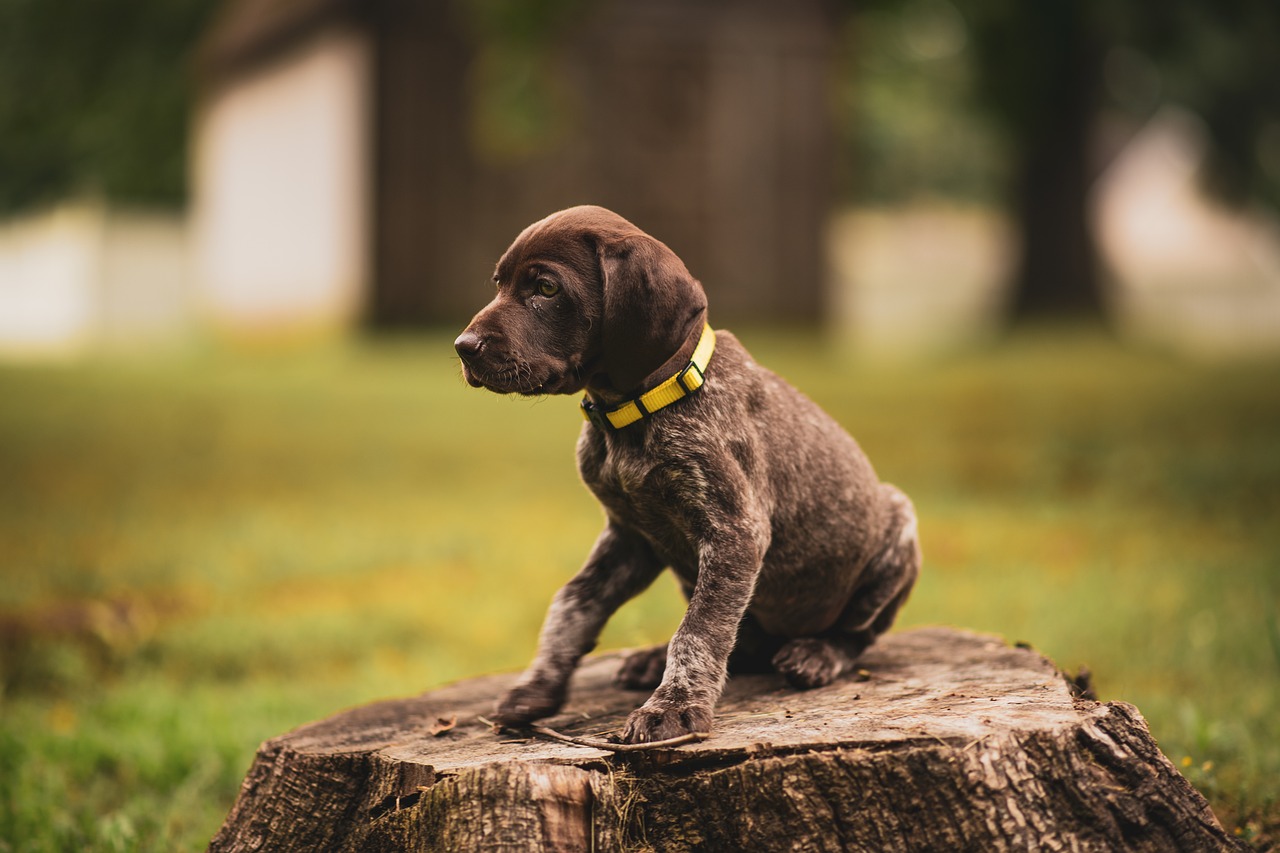 german-shorthaired-pointer-puppy