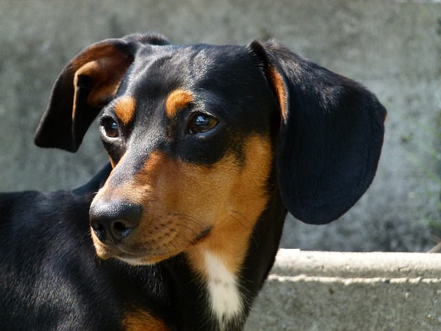dachshund