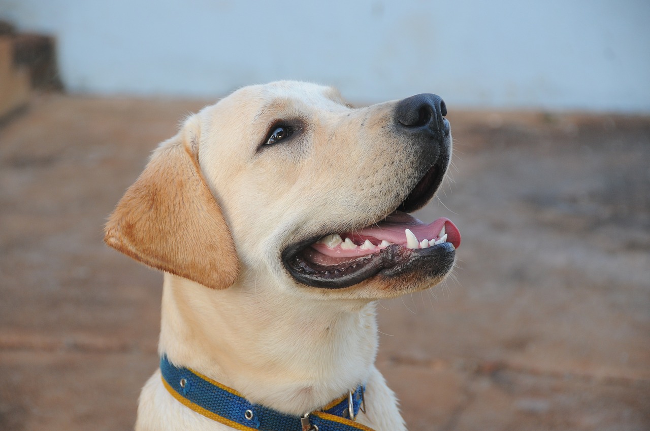 labrador-smiling