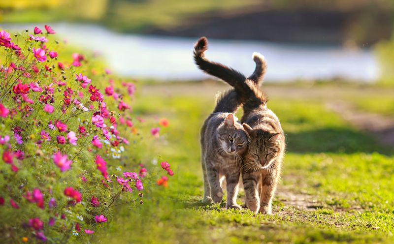 Integration Cat Introducing a New Cat to Your Household: Tips for Successful Integration