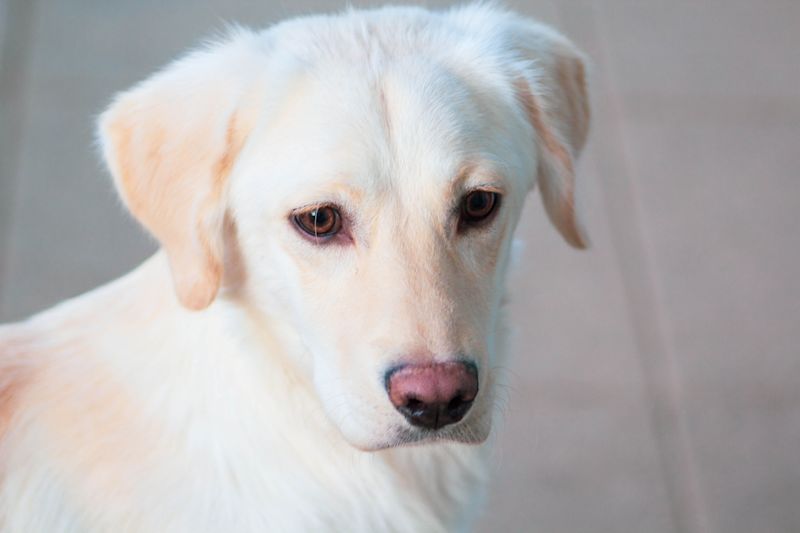 75 Lb Lab Understanding Your Labrador Retriever’s Growth: A Comprehensive Weight ...