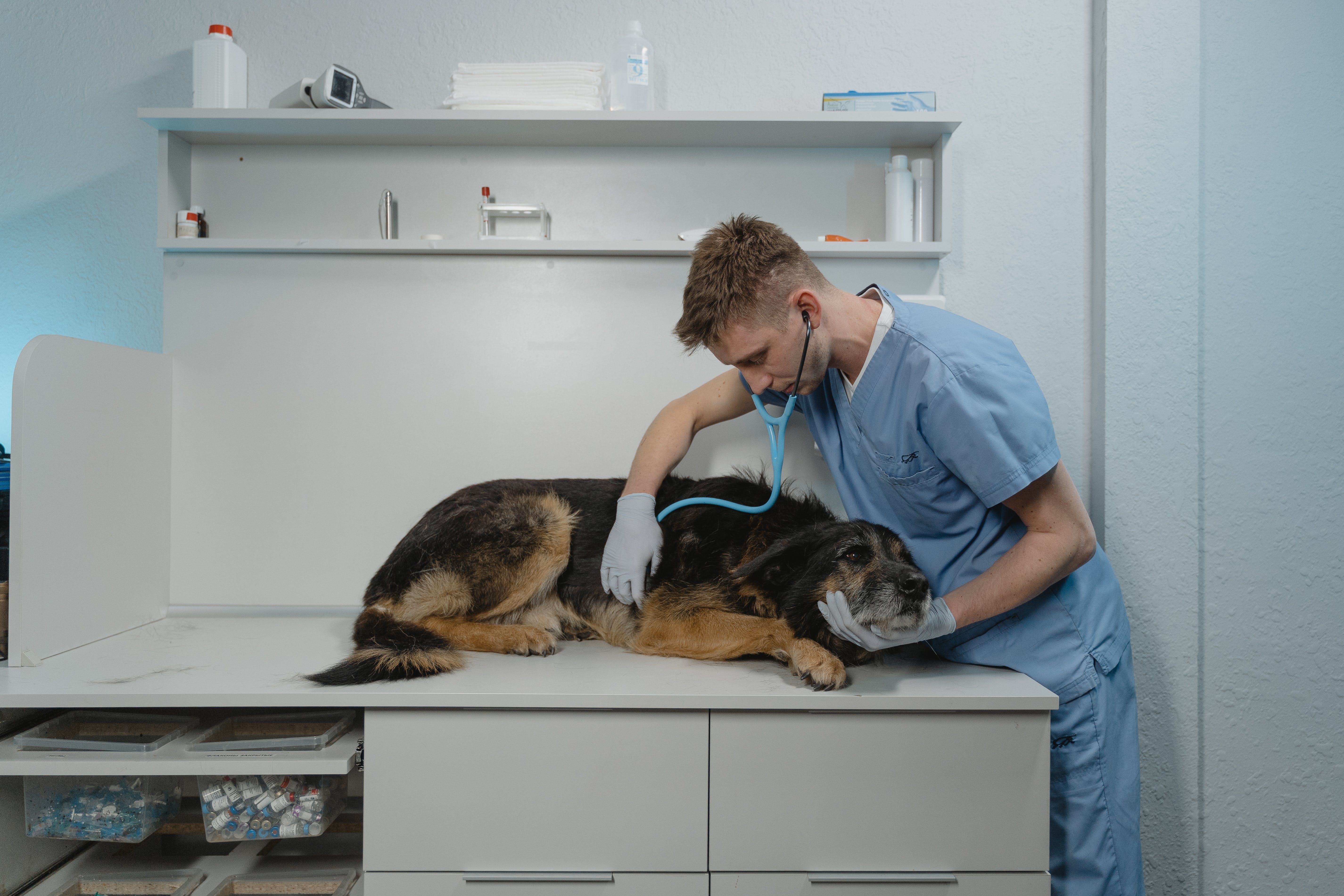 vet-dog