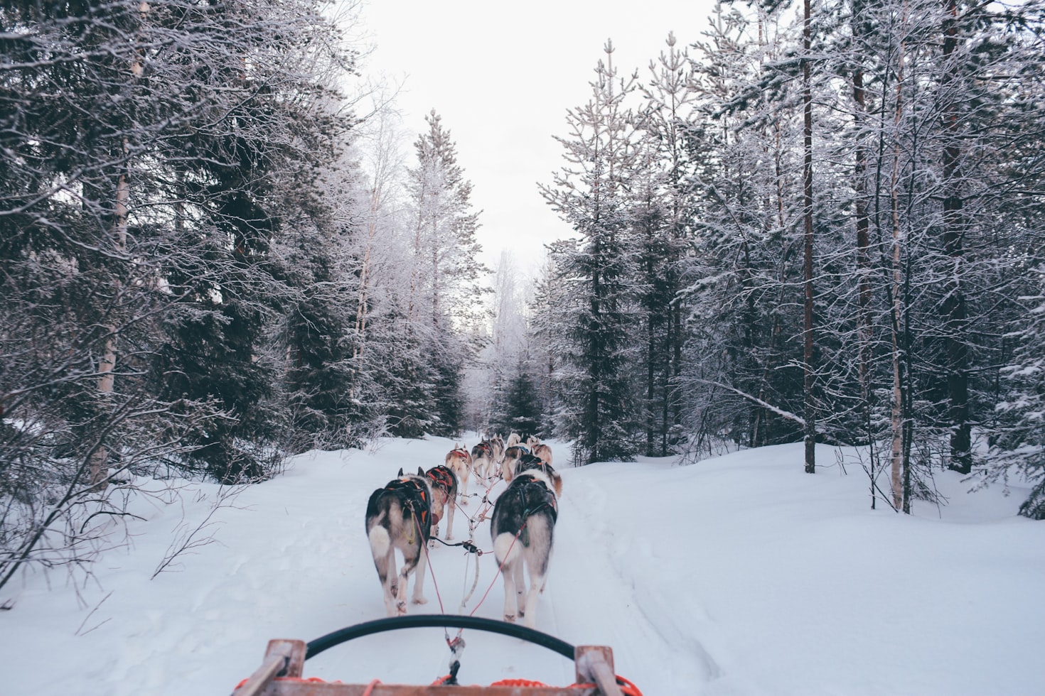 snow-dogs