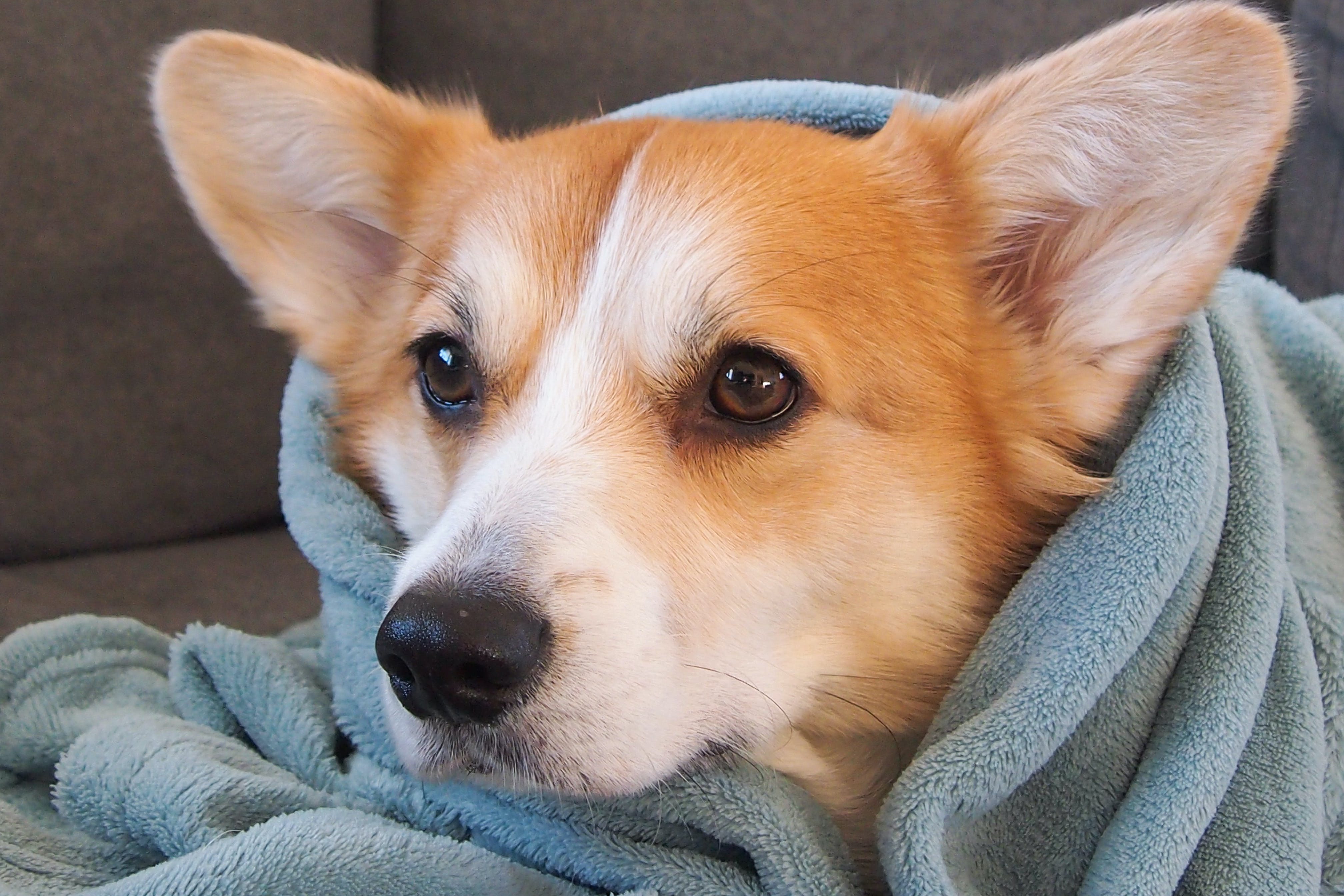 corgi-blanket