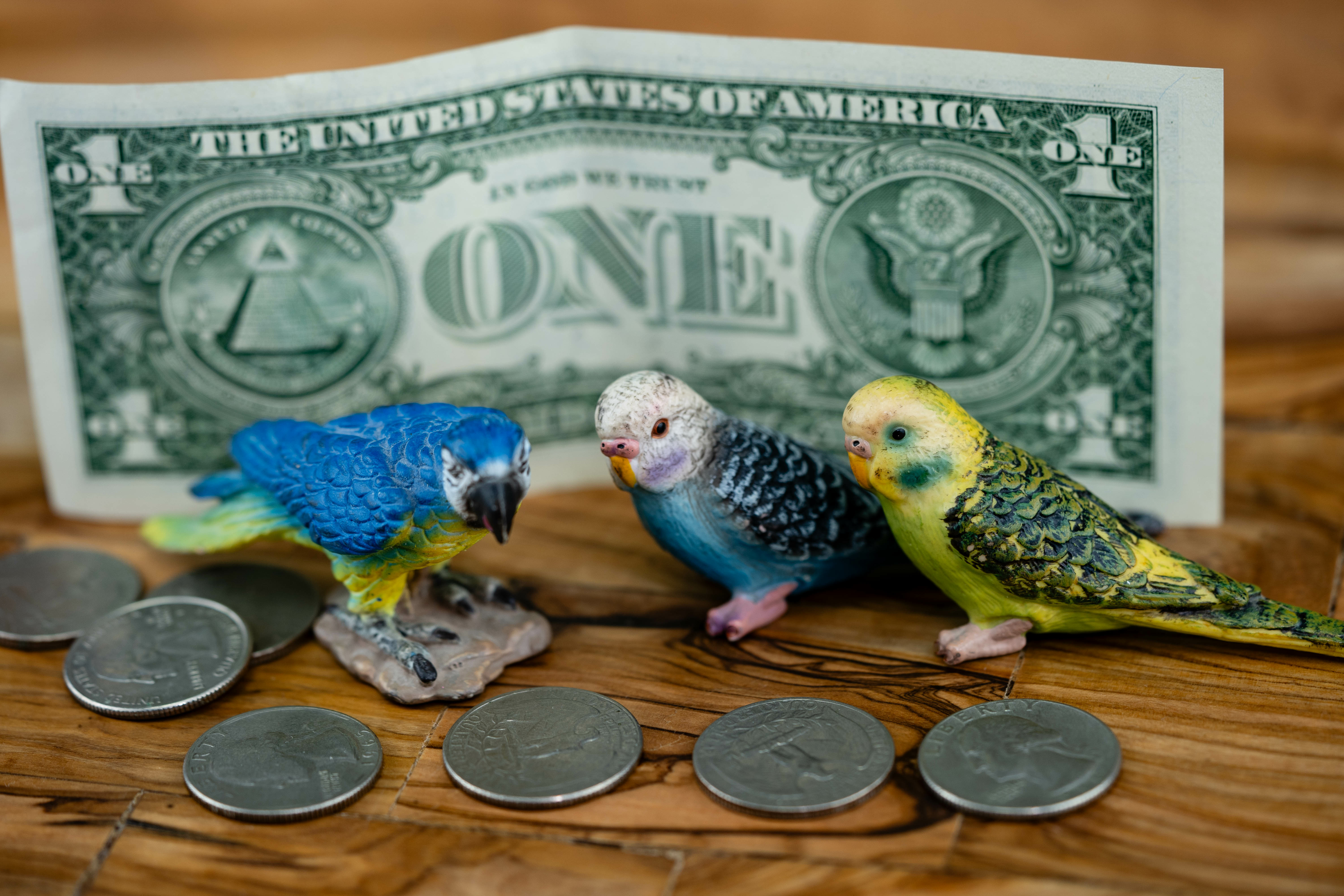 parrots-money