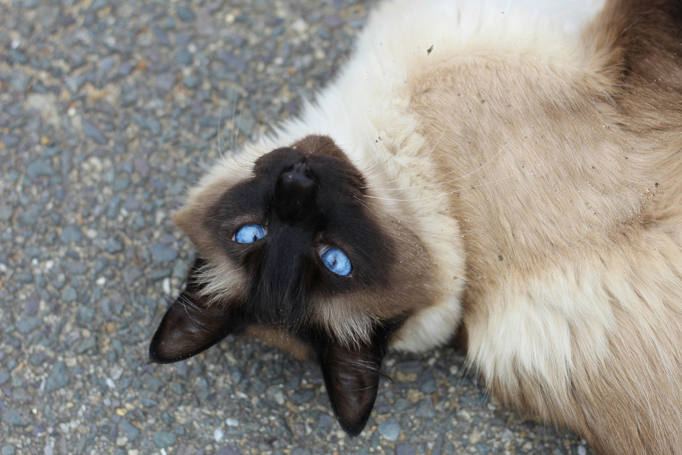siamese-cat