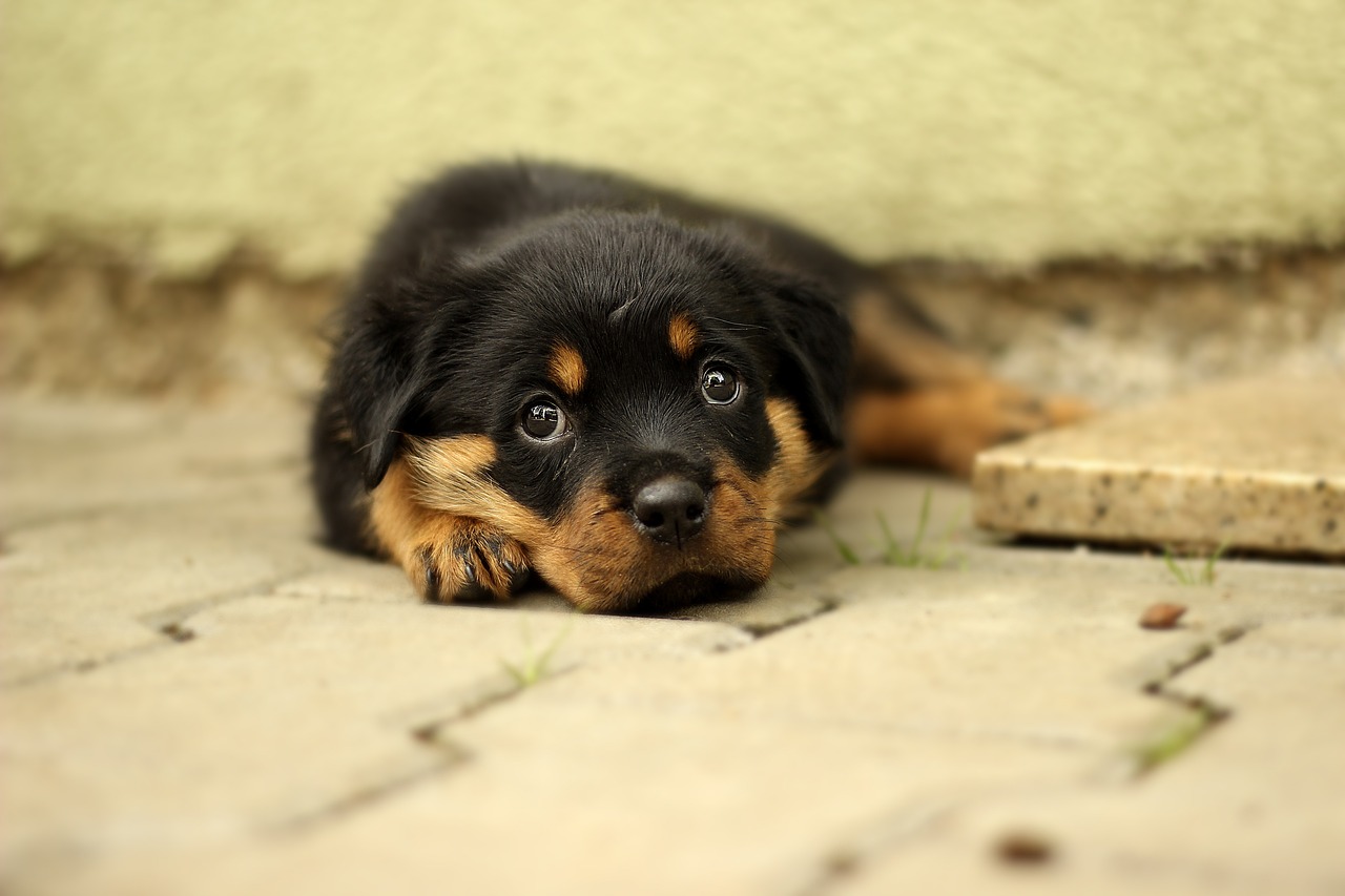 rottweiler
