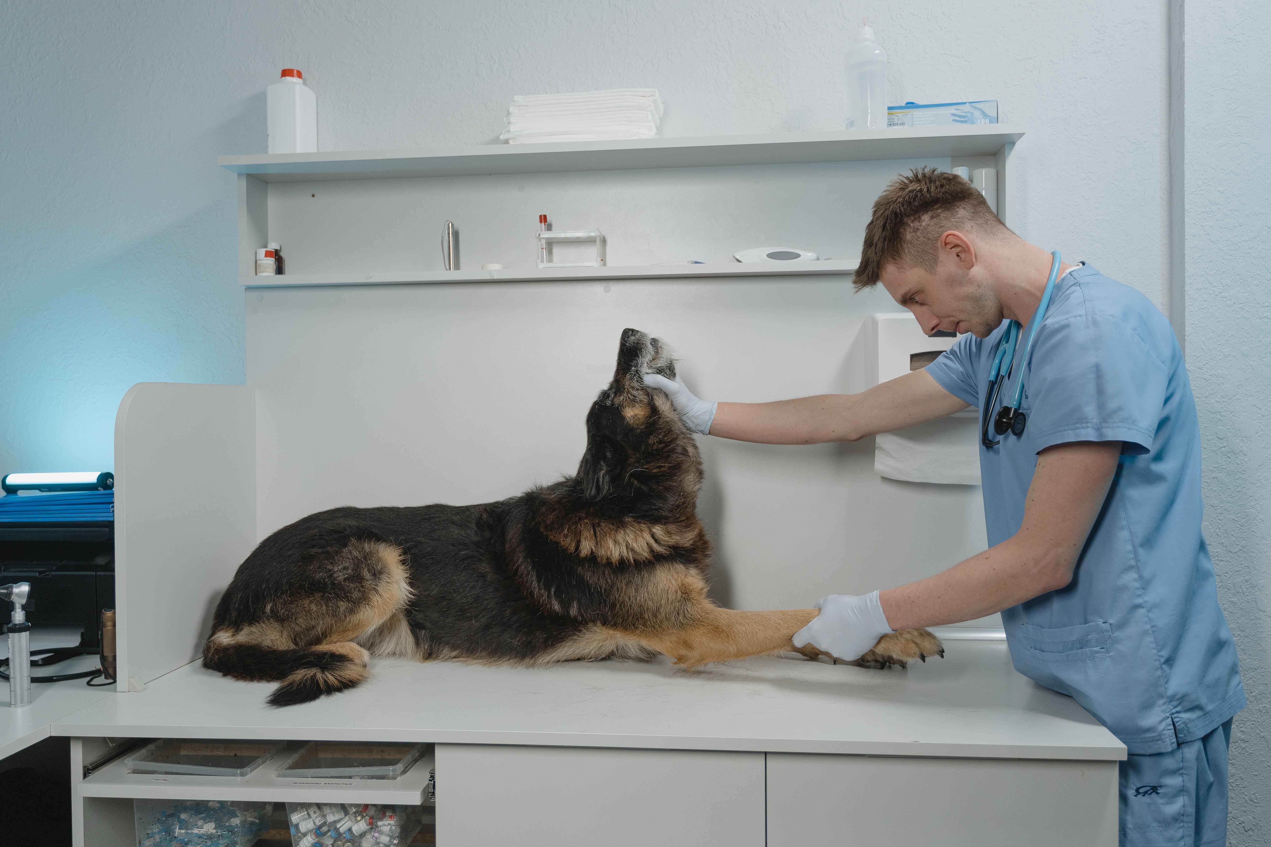 dog-vet