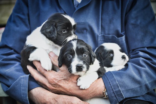 holding-puppies