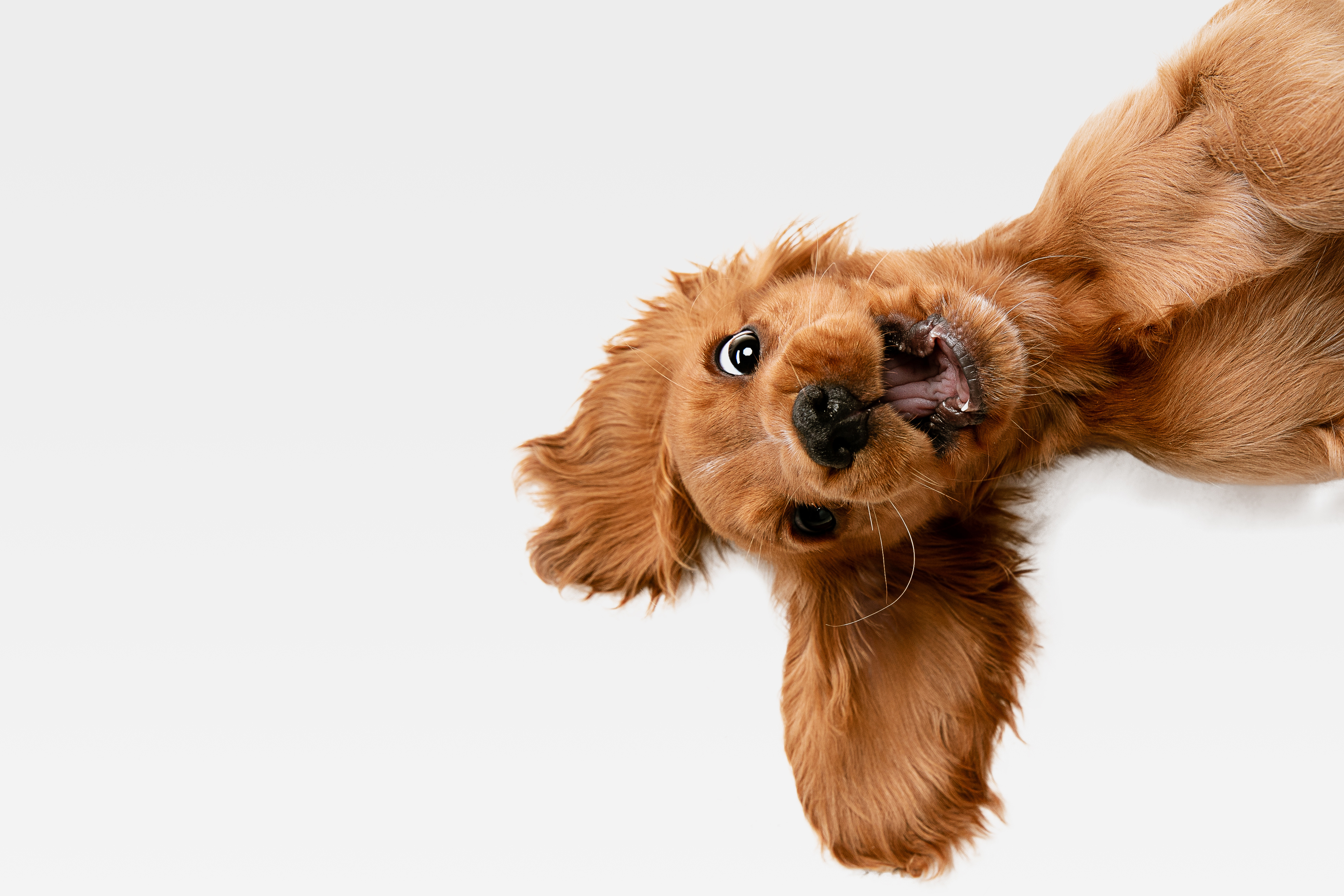 Hypothyroidism in Dogs