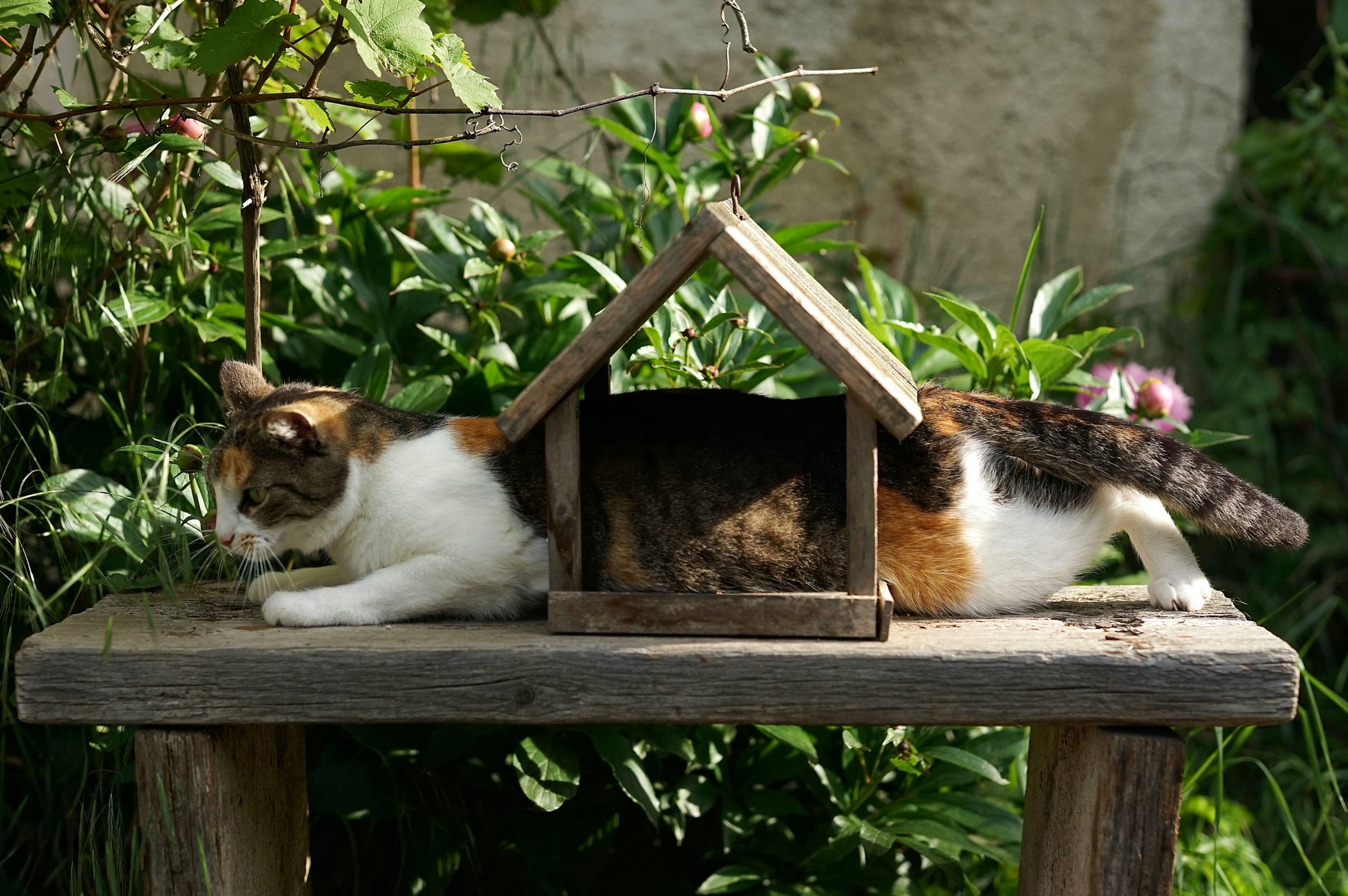 cat-house