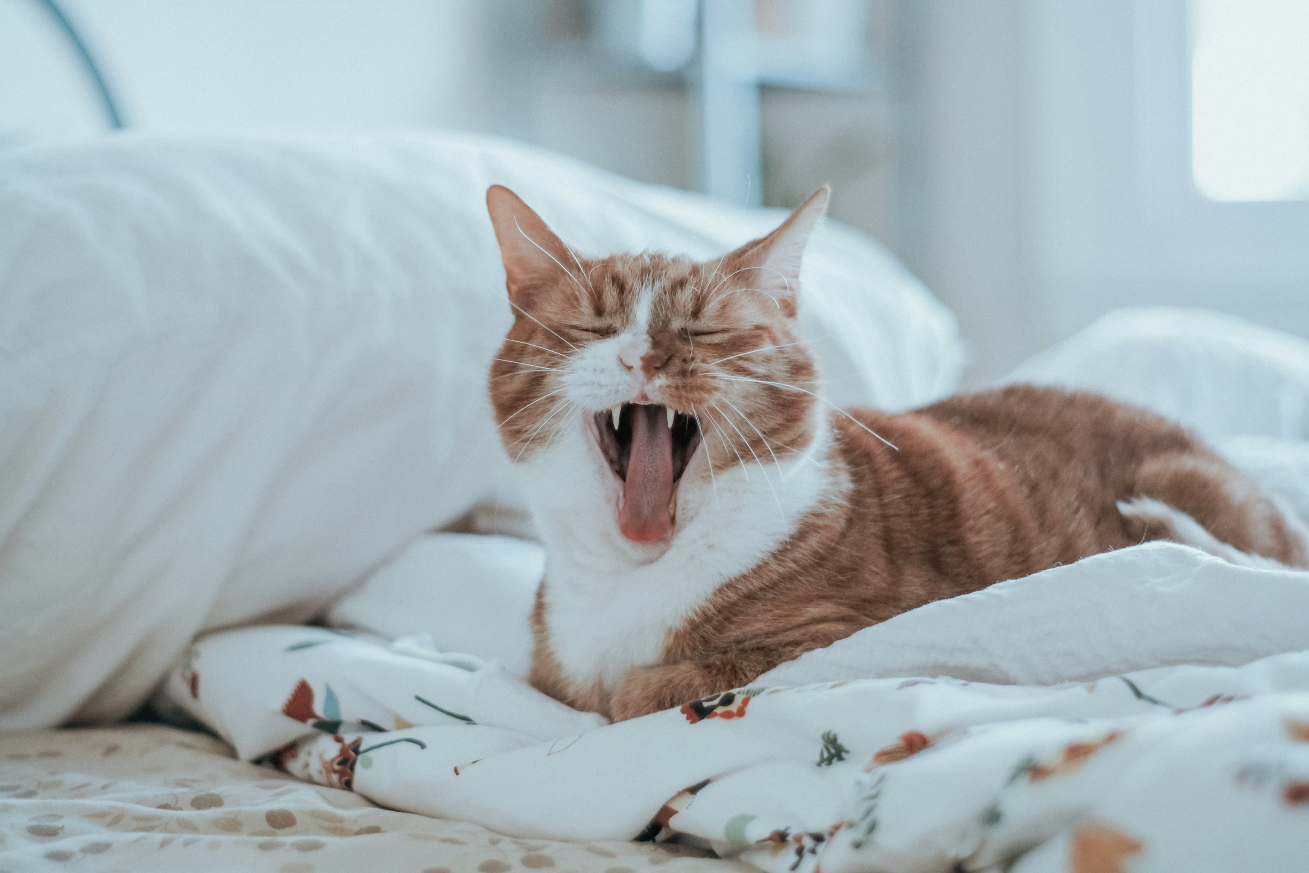yawning-cat