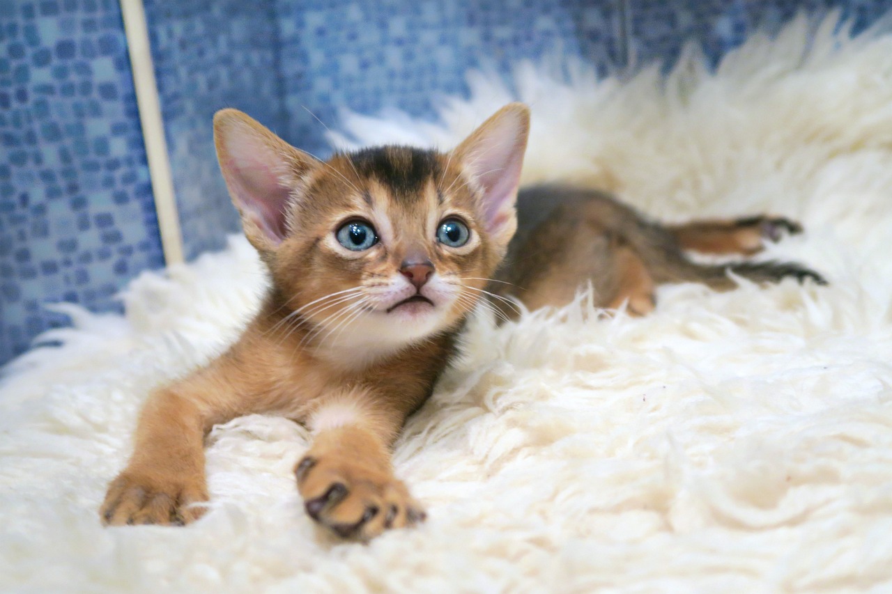 abyssinian-kitten
