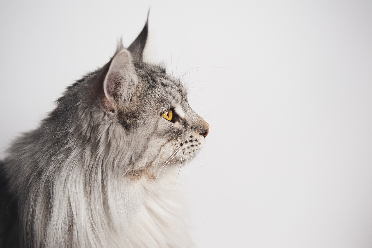 maine-coon