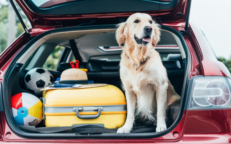 dog-car-suitcase