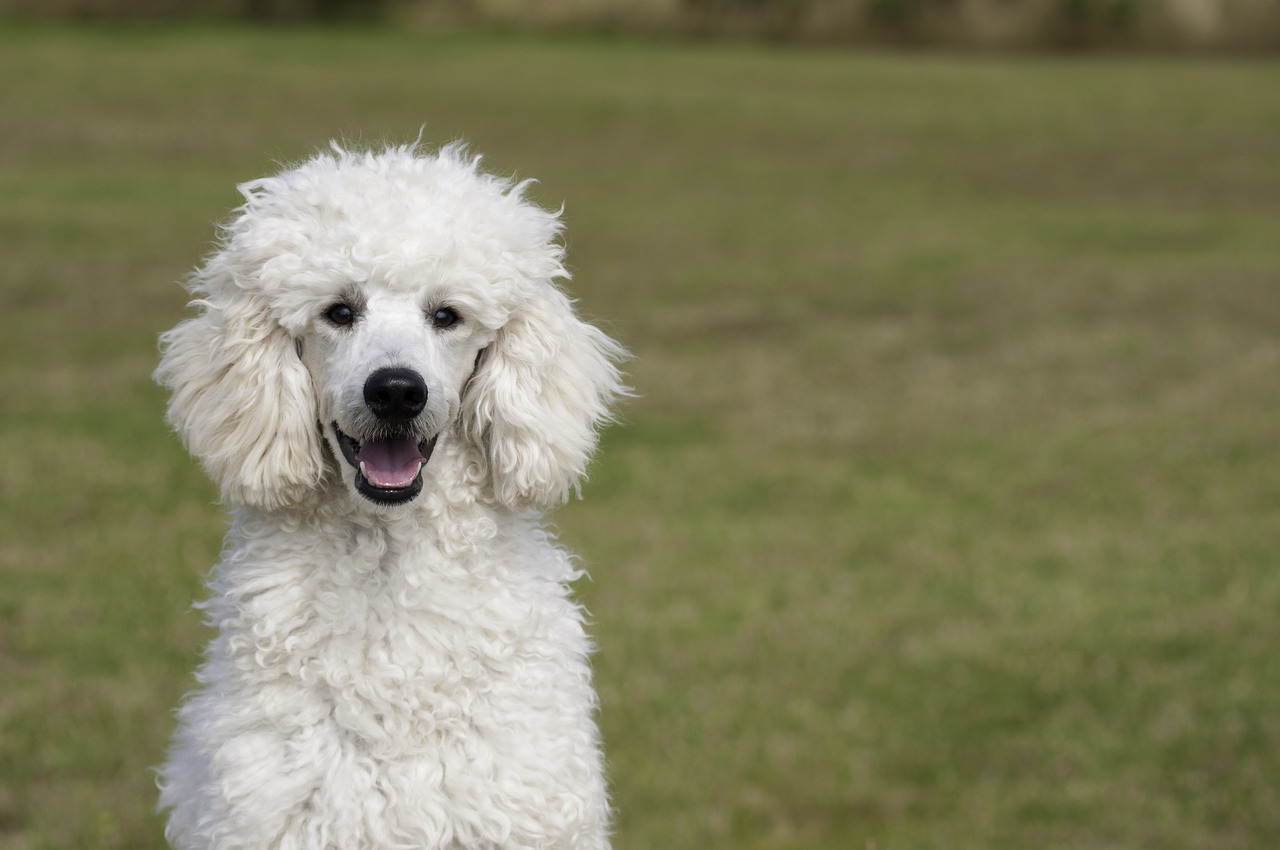 white-poodle