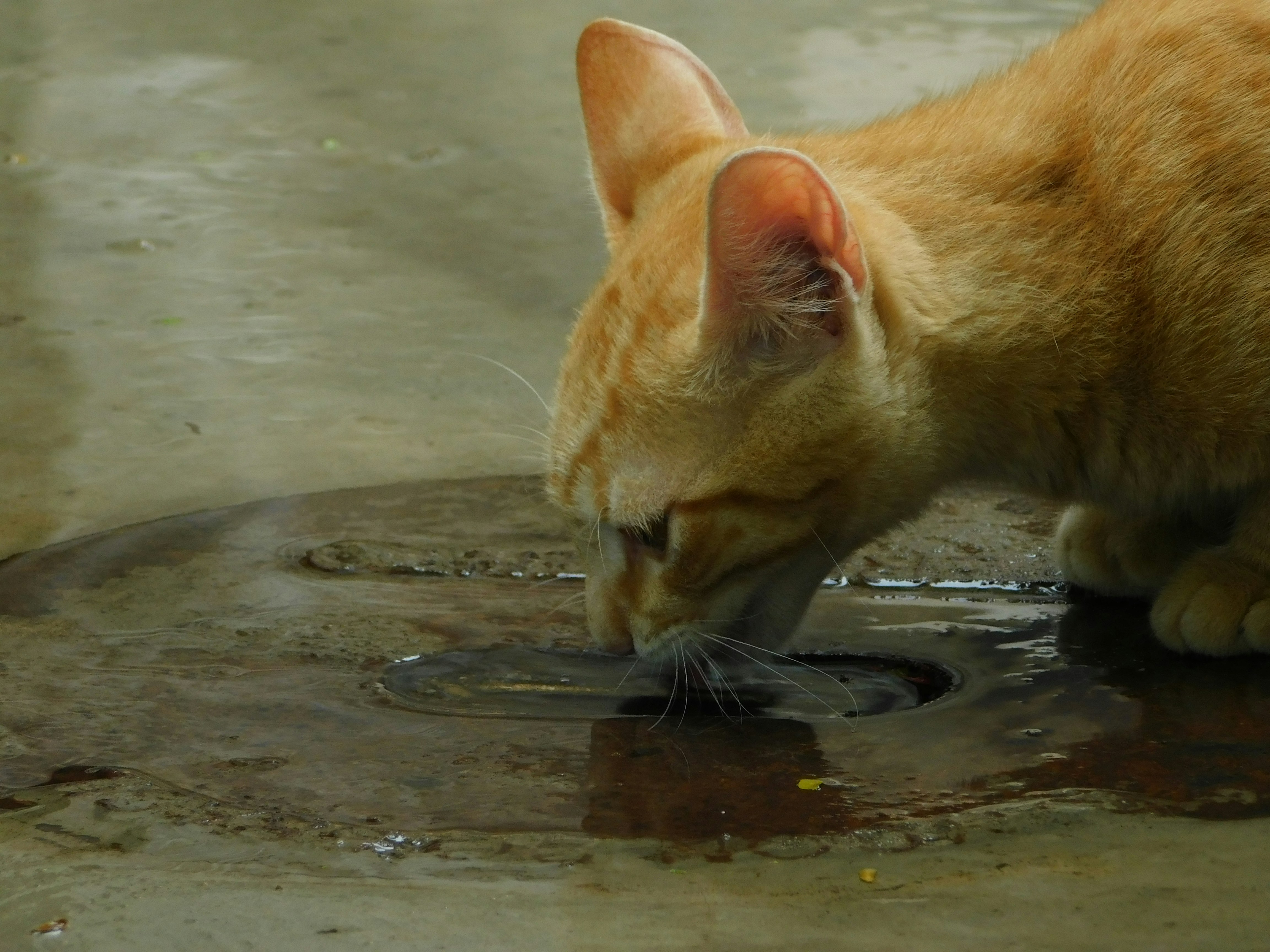 cat-drinking-water