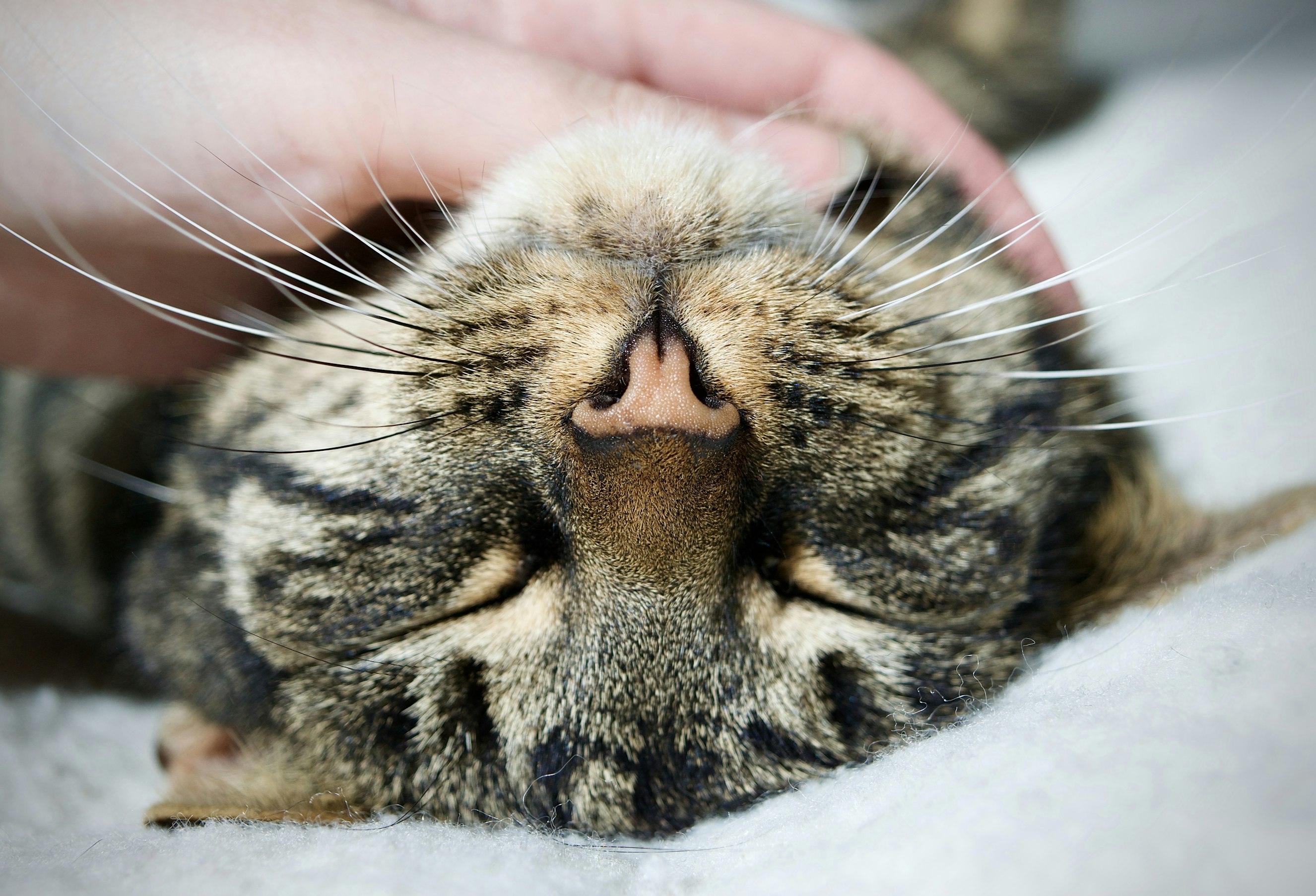 cat-scritches