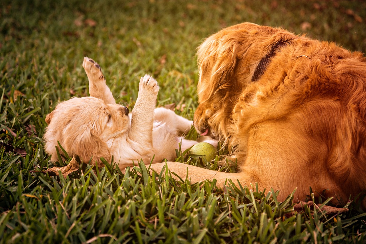 golden-retriever-puppy