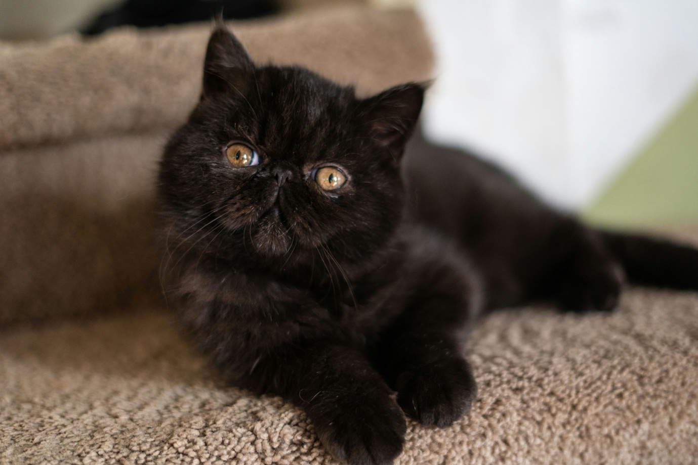 persian-cat
