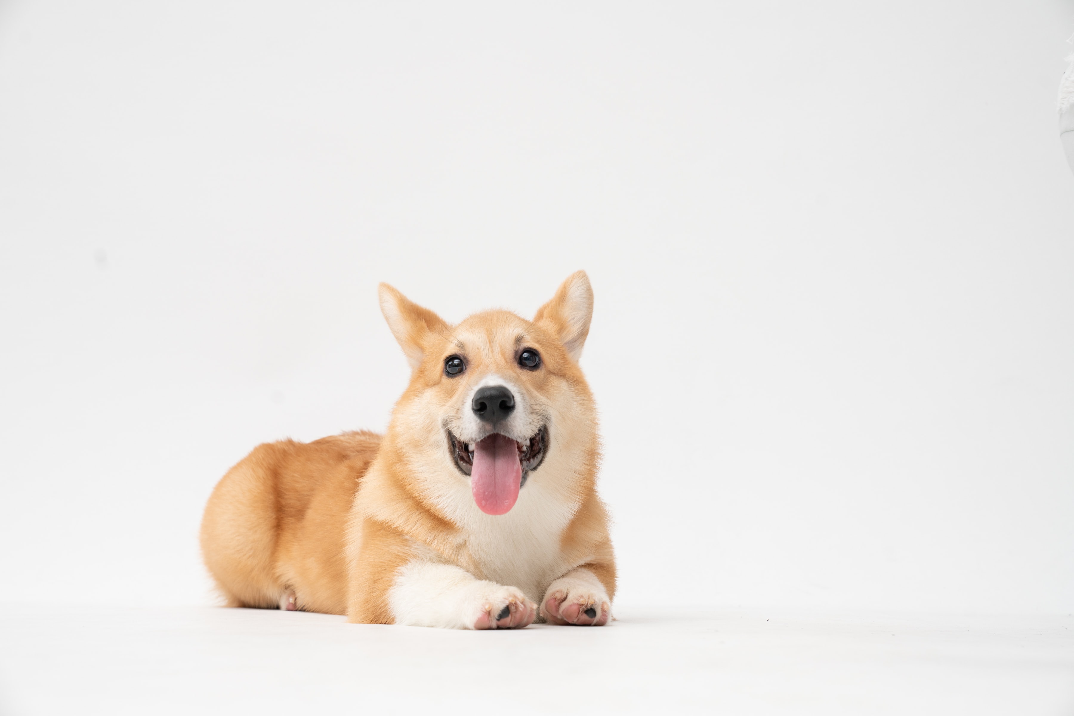 corgi