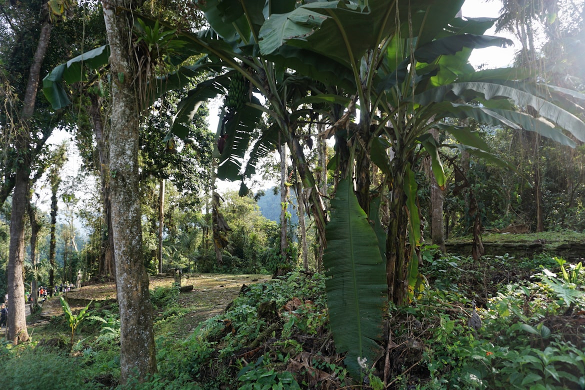 jungle