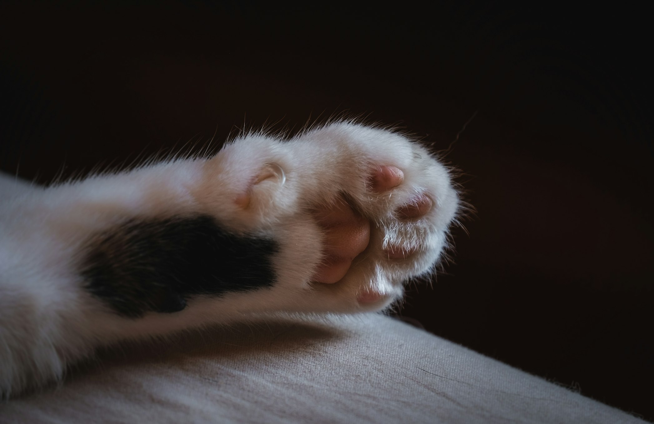 cat-paw