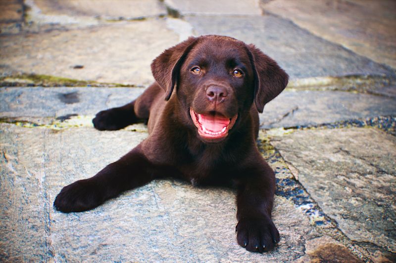 Understanding Your Labrador Retriever’s Growth A Comprehensive Weight