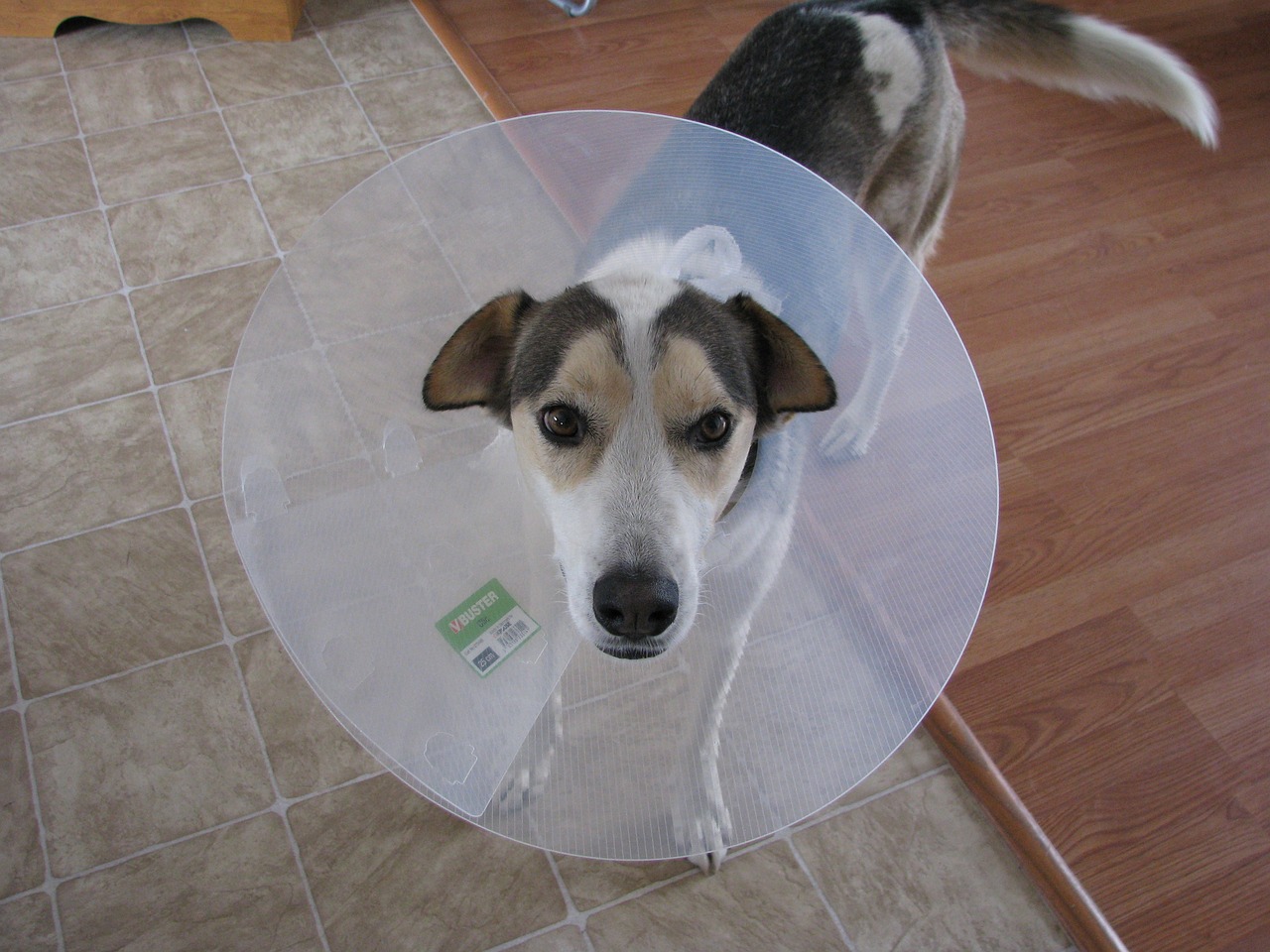 dog-cone
