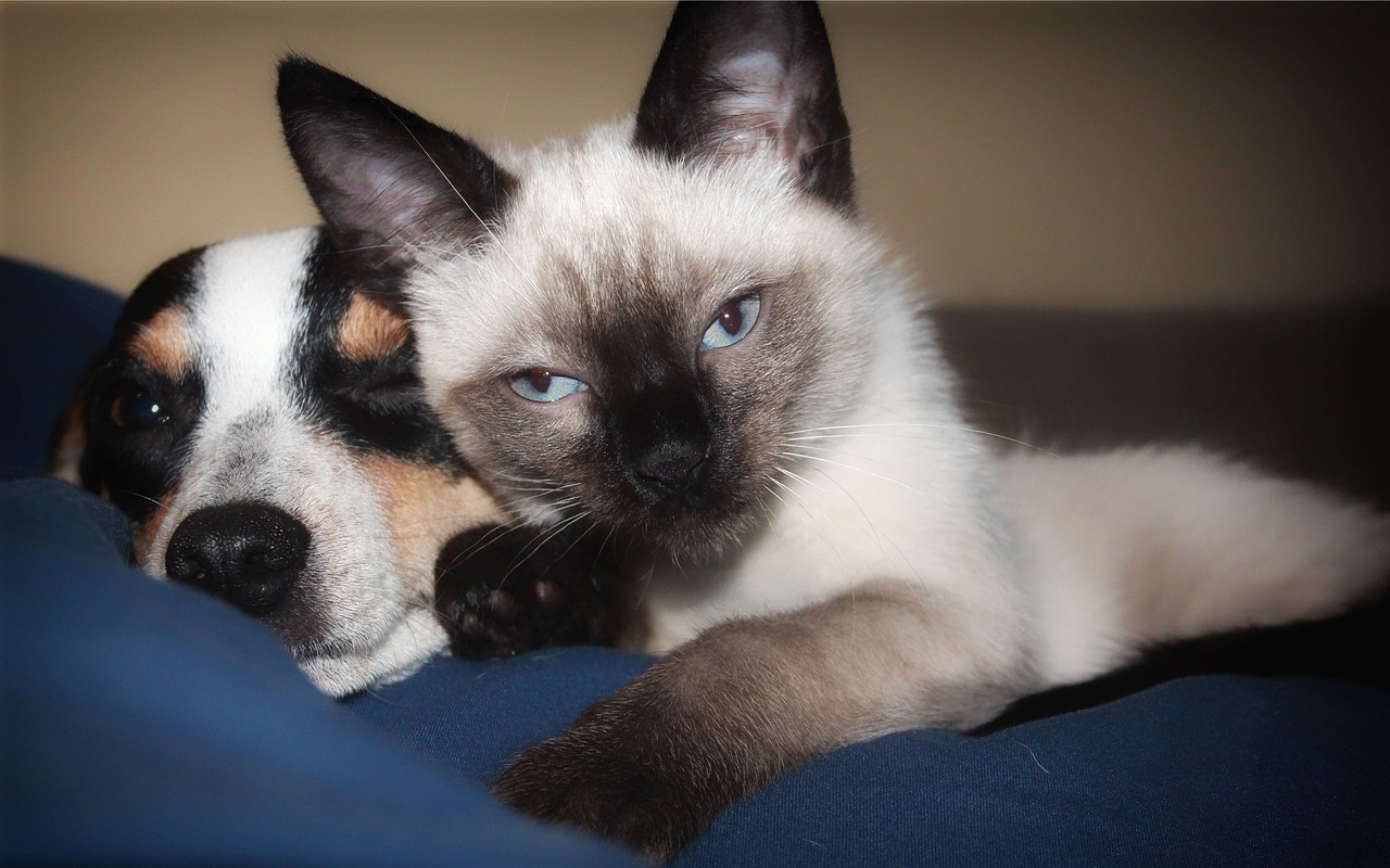 siamese-cat-dog