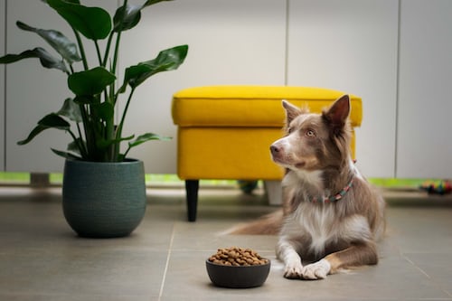 Nutritional Needs for Senior Pets