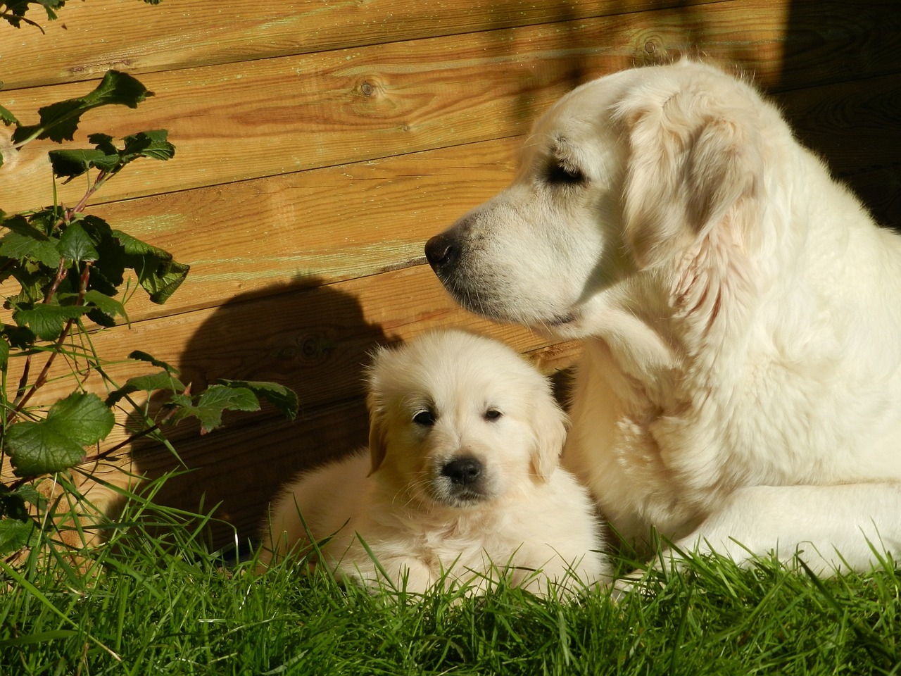 golden-retriever-puppy
