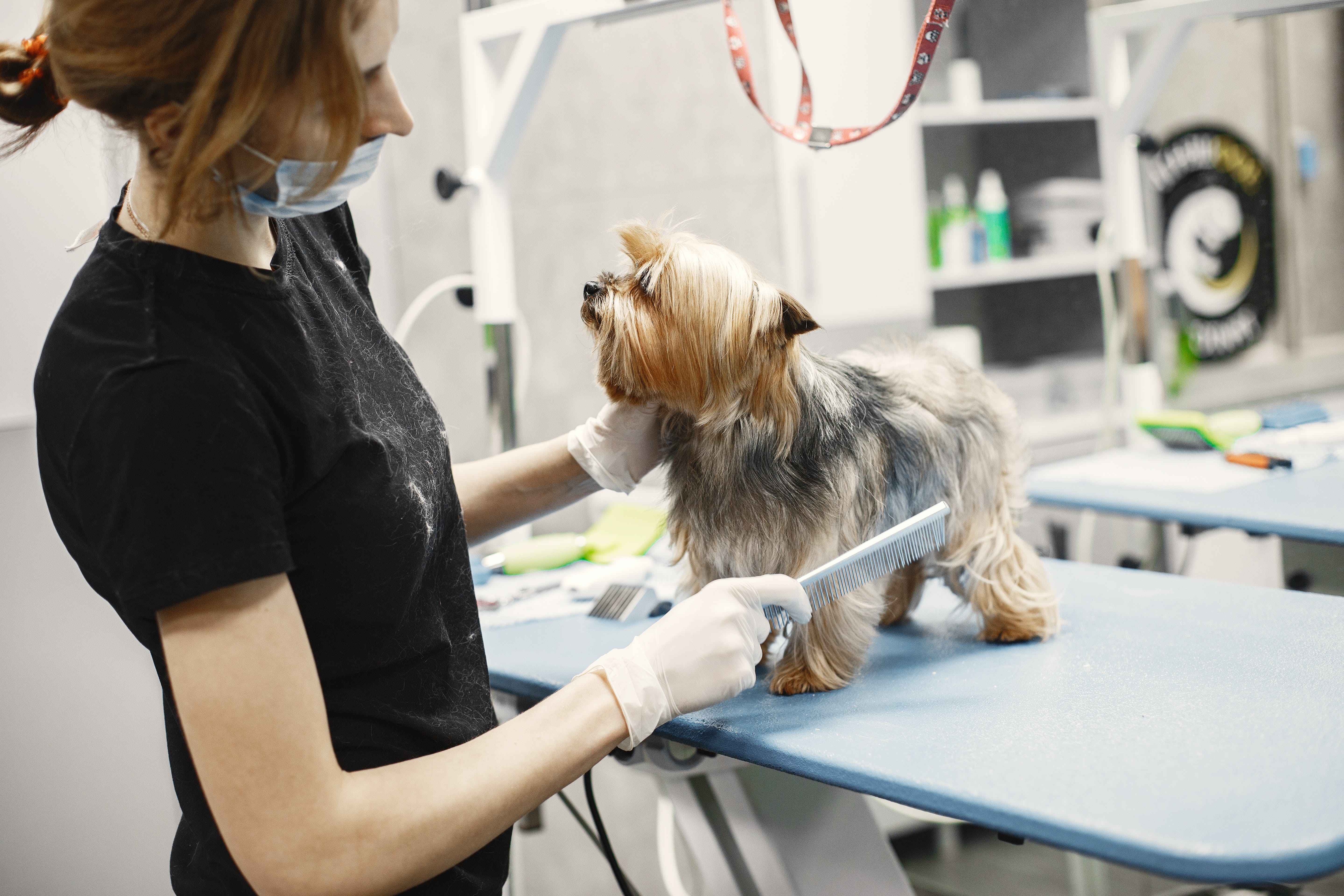 dog-vet