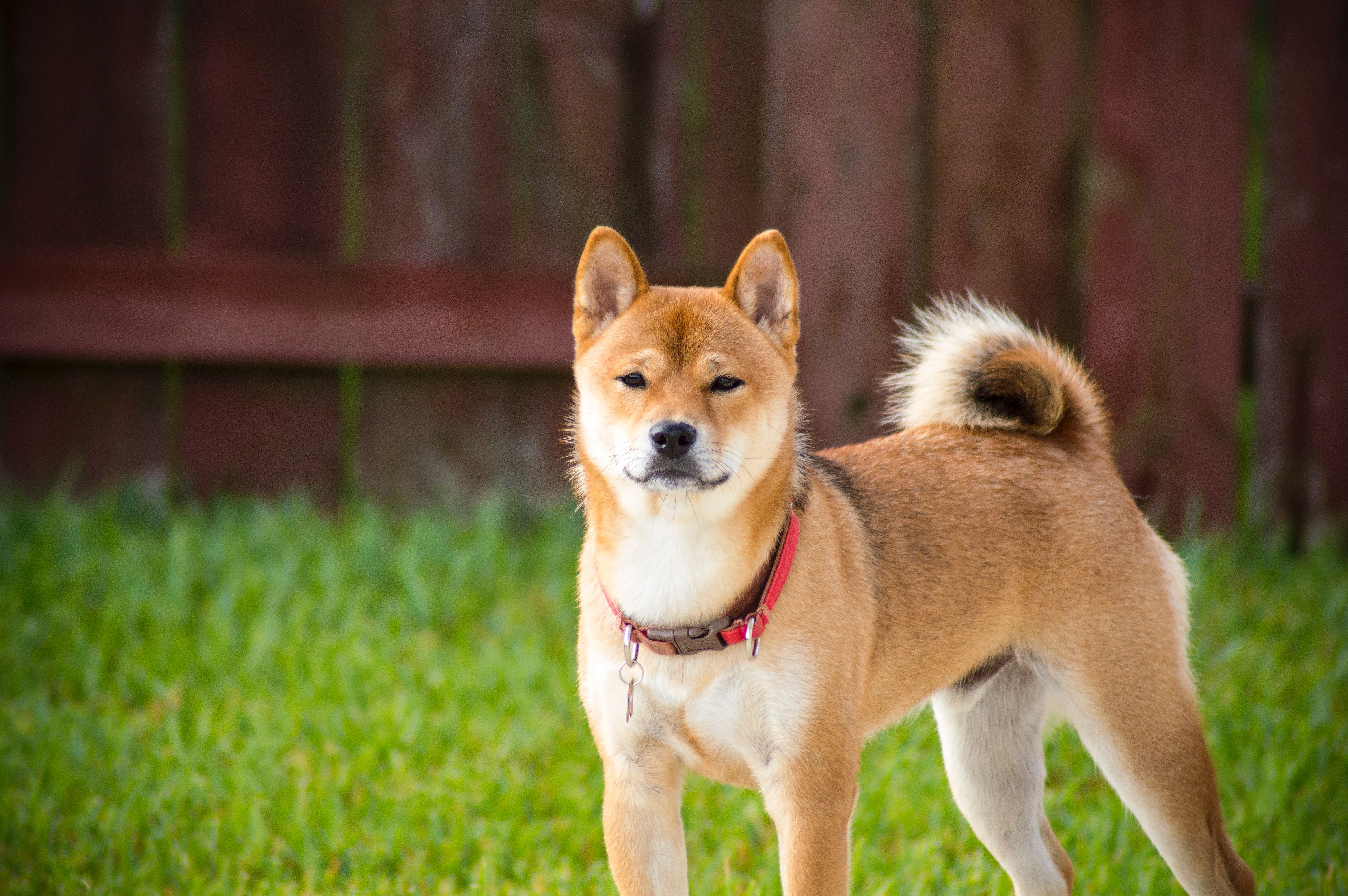 shiba-inu