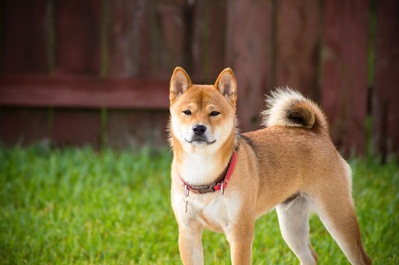 Understanding Your Shiba Inu's Growth A Comprehensive Weight and