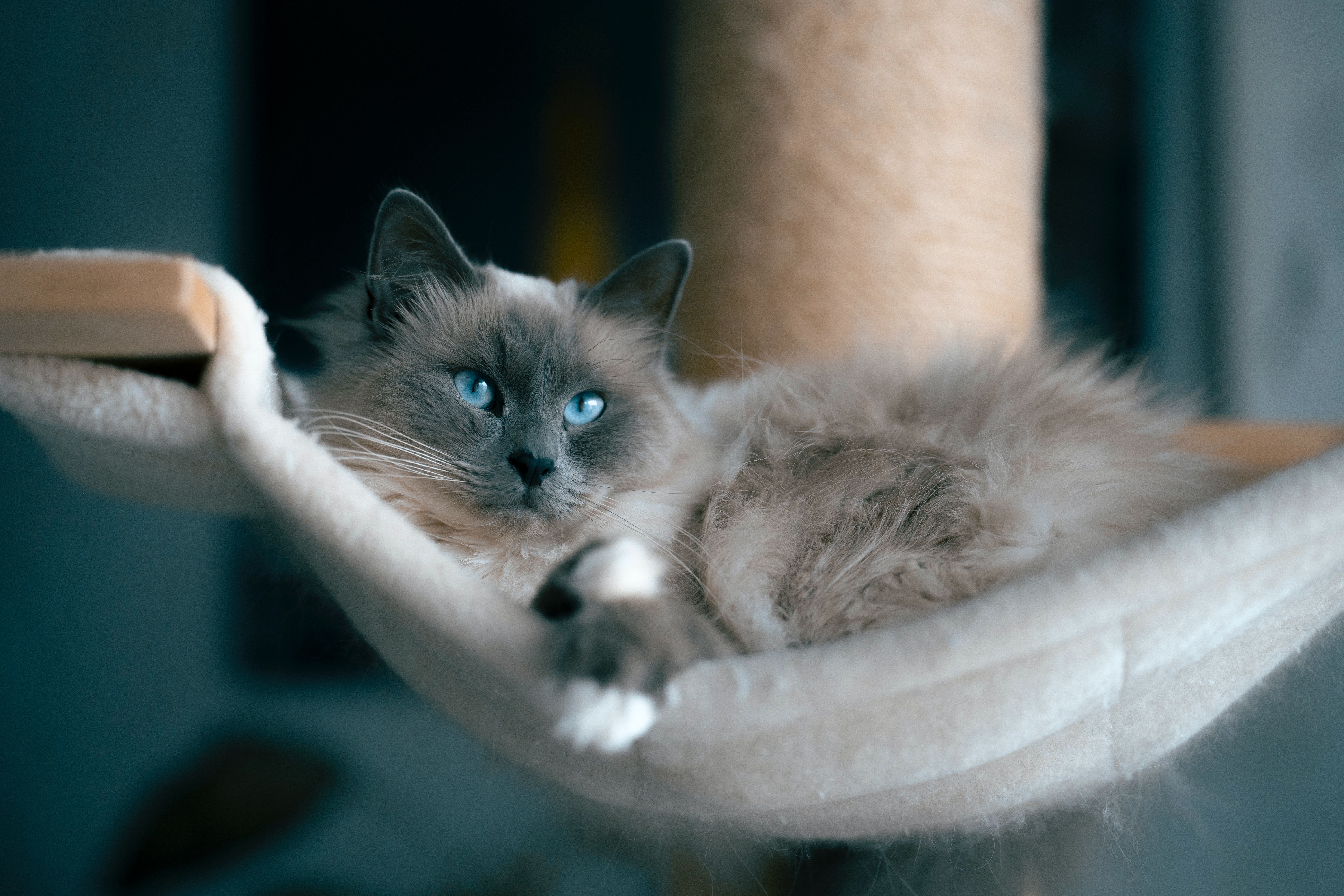 ragdoll-cat-hammock