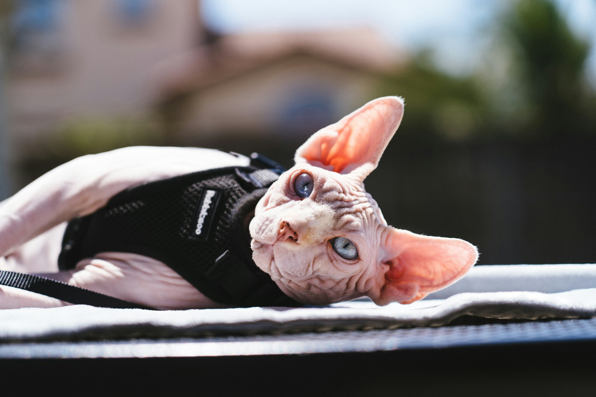 sphynx-cat